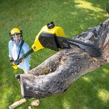 Organic Lawn Care Solutions in Brookshire, TX